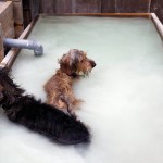 犬連れ温泉リゾート！箱根のグアムへ向かうのであります！