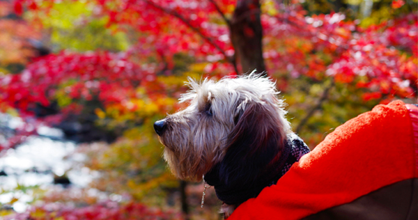 犬連れで楽しむ紅葉散歩 道志の森キャンプ場 湘南ほのぼのお散歩日和